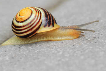 small snail is moving