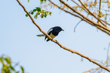 Asia magpie, Asian magpie, Common magpie (Pica pica) bird perching on a branch
