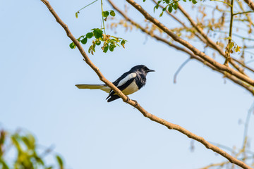 Asia magpie, Asian magpie, Common magpie (Pica pica) bird perching on a branch