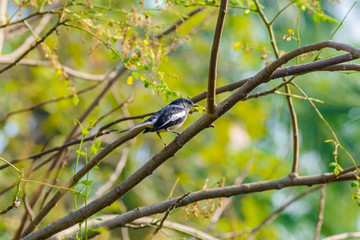 Asia magpie, Asian magpie, Common magpie (Pica pica) bird perching on a branch