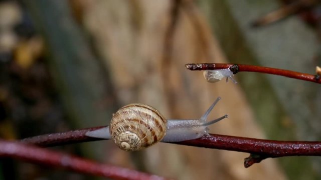 Snail and baby snail on twigs.