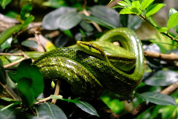 green tree python