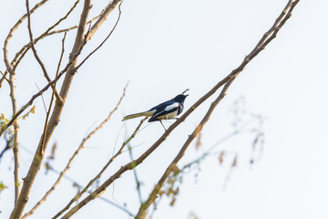 Asia magpie, Asian magpie, Common magpie (Pica pica) bird perching on a branch