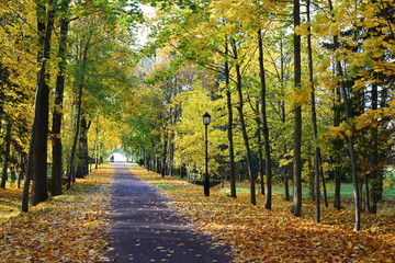 Road in the autumn park