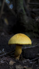 Tricholoma equestre, also known as man on horseback or yellow knight mushroom found the laurisilva of Anaga mountains, a rural park and a biosphere reserve in Tenerife, Canary Islands, Spain