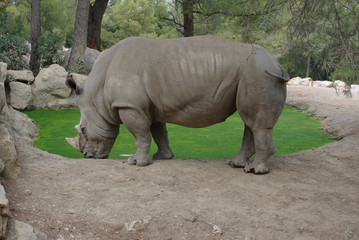 Fototapeta premium Rhinocéros