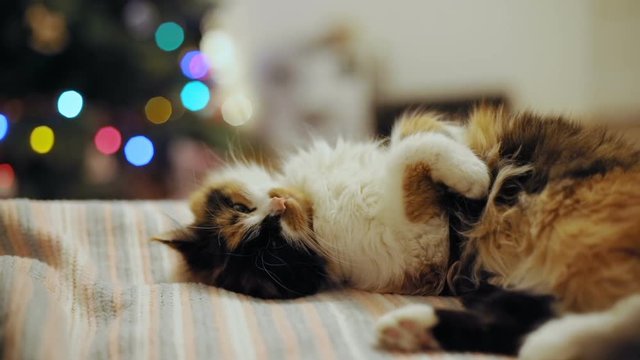 closeup view cute colored kitty kitten animal cat relaxing sleeping bed christmas tree background blurred colorful light bokeh sleep cute feline species home fluffy pet nature mammal tired curious