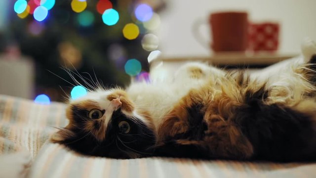 beautiful furry cat pet laying lazy moving motion bed lighted colored christmas tree background cup tea orange white fur cute young kitten relaxing bedroom home interior peaceful comfortable rest