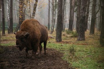 bison in the reserve of Belarus on the background of the forest