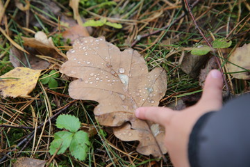 dew close-up on an oak leaf and child's hand