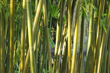 Bamboo plant - Green background and texture (Kunming, Yunnan, China)