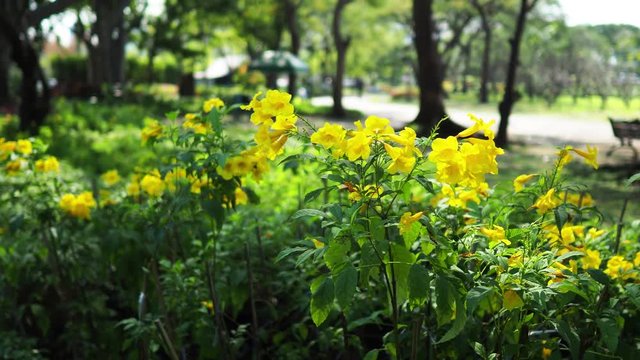 Yellow elder Trumpetbush flowers.