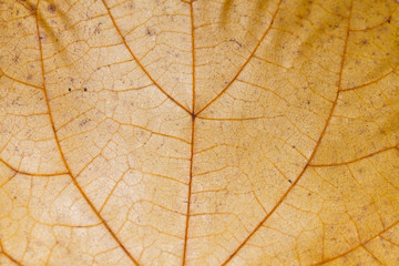 Autumn macro of aspen leaf isolated on white background. Herbarium abstract background. Close-up  