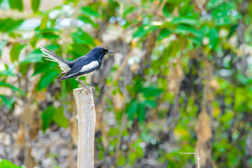 Obraz premium Asia magpie, Asian magpie, Common magpie (Pica pica) bird perching on a branch