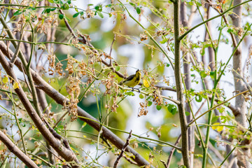Brown-throated Sunbird or Plain-throated Sunbird on a tree branch