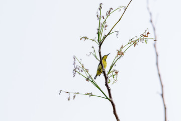 Brown-throated Sunbird or Plain-throated Sunbird on a tree branch