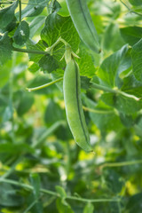 A pod of green peas. Close-up. Green peas in the garden.