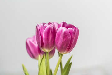 Purple flower bouquet on a white background