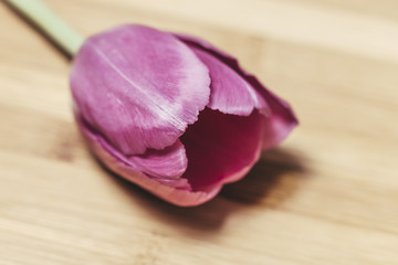 Purple flower in bloom on a wooden surface