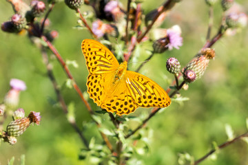 Silver-washed fritillary (prob. Argynnis paphia) on thistle flower - straight from above