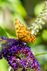 Comma Butterfly (Polygonia c-album) on Buddleja flowers