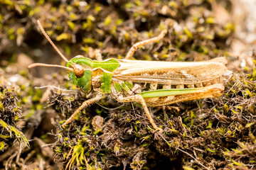 Grasshopper (probably Myrmeleotettix maculatus) on Scottish heathland