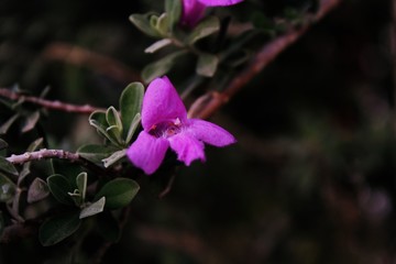Fototapeta na wymiar Detalles violetas