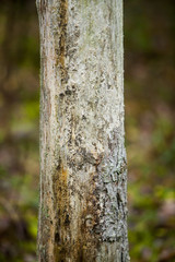 old dead tree texture in the woods