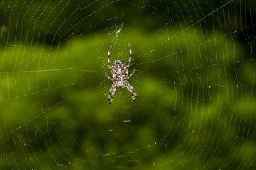 Pająk krzyżak na pajęczynie 