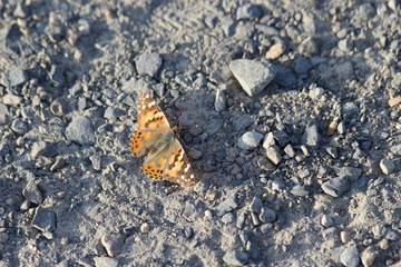 Small Orange Butterfly