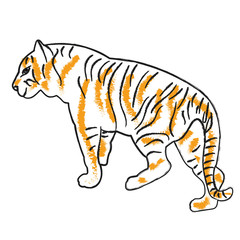 Fototapeta na wymiar sketch of a tiger is coming