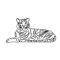 vector, isolated sketch of a tiger lies