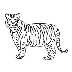 Obraz premium vector, isolated sketch of a tiger is standing
