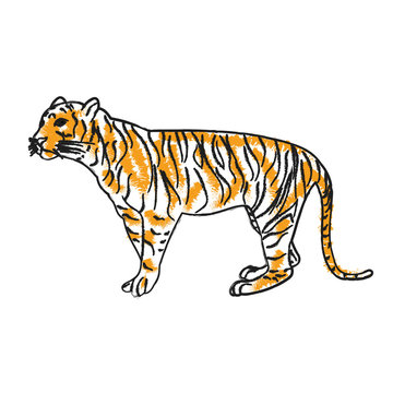  isolated sketch of a tiger is standing
