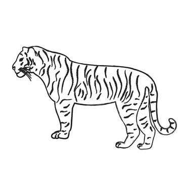  isolated sketch of a tiger