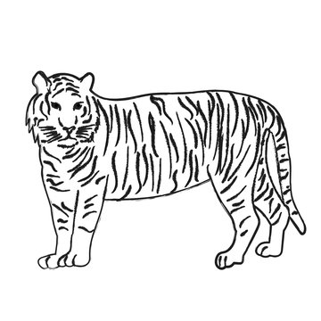 vector, isolated sketch of a tiger