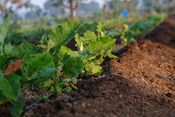 Growing brinjal plants in the farm field,  Maharashtra, India