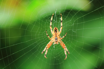 spider on the green background