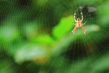 spider on the green background