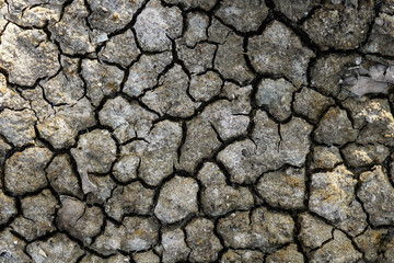 The soil is dry and cracked texture. Abstract background