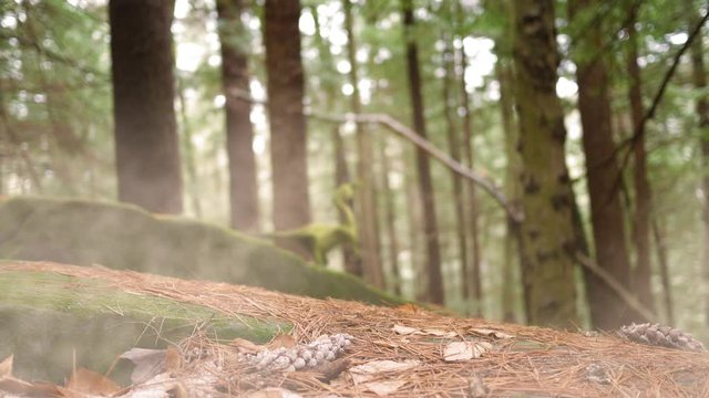 Defosued Compsognathus roars in the jungles of jurassic wilderness