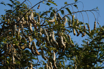 Tamarind Indica on the tree,  Maharashtra India