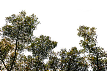 leaf on white background.-background with copy space for text