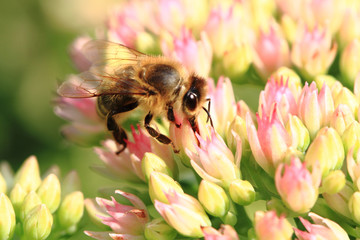 bee and flower