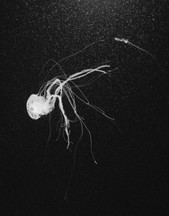jellyfish in black and white