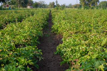 Fototapeta na wymiar potato farming farm field