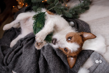 Fototapeta premium The dog on the blanket. Jack Russell Terrier in Christmas decorations