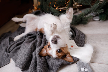 The dog on the blanket. Jack Russell Terrier in Christmas decorations