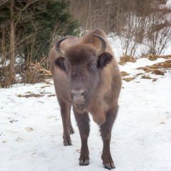 Aurochs (european bison) in the winter forest, animal wildlife