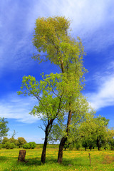 Fototapeta premium Panoramic view of the wooded meadows and wetlands - wildlife and birds reserve in the Biebrzanski National Park in Poland